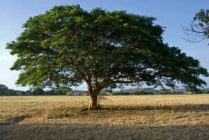 under-the-udala-tree-symboles